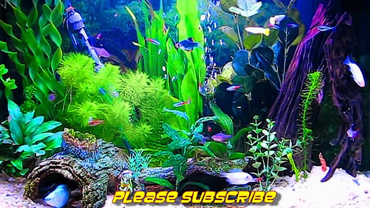 Fish aquarium screensaver free download for xp
